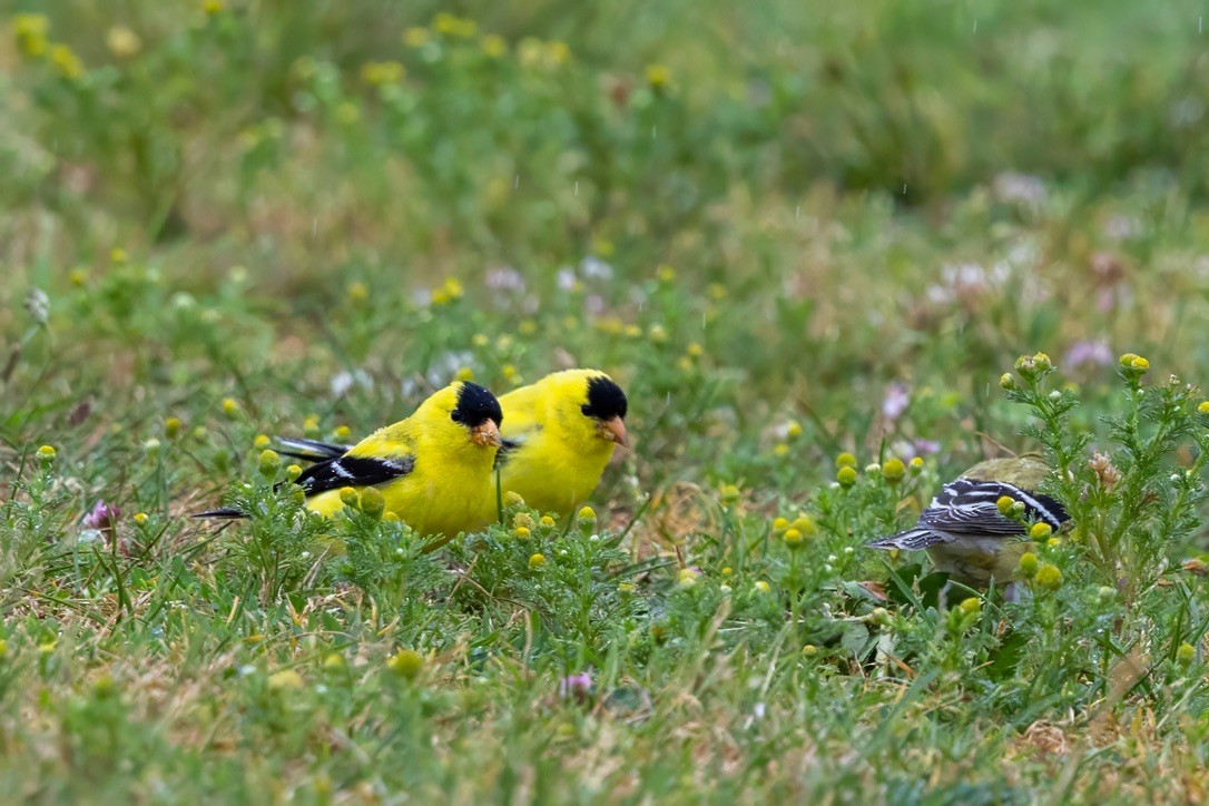 gulstillits - ML638282230
