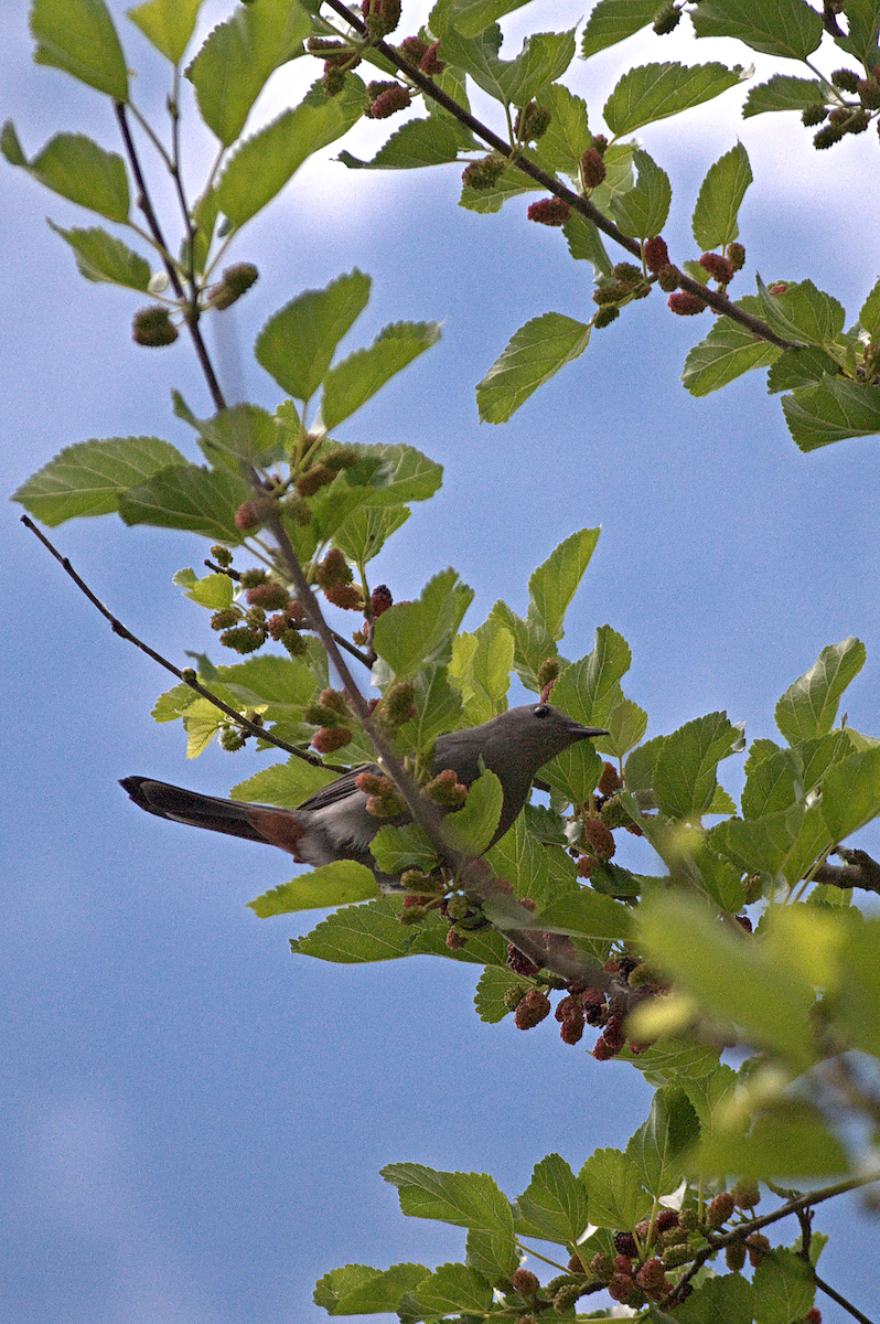 Gray Catbird - ML638282249