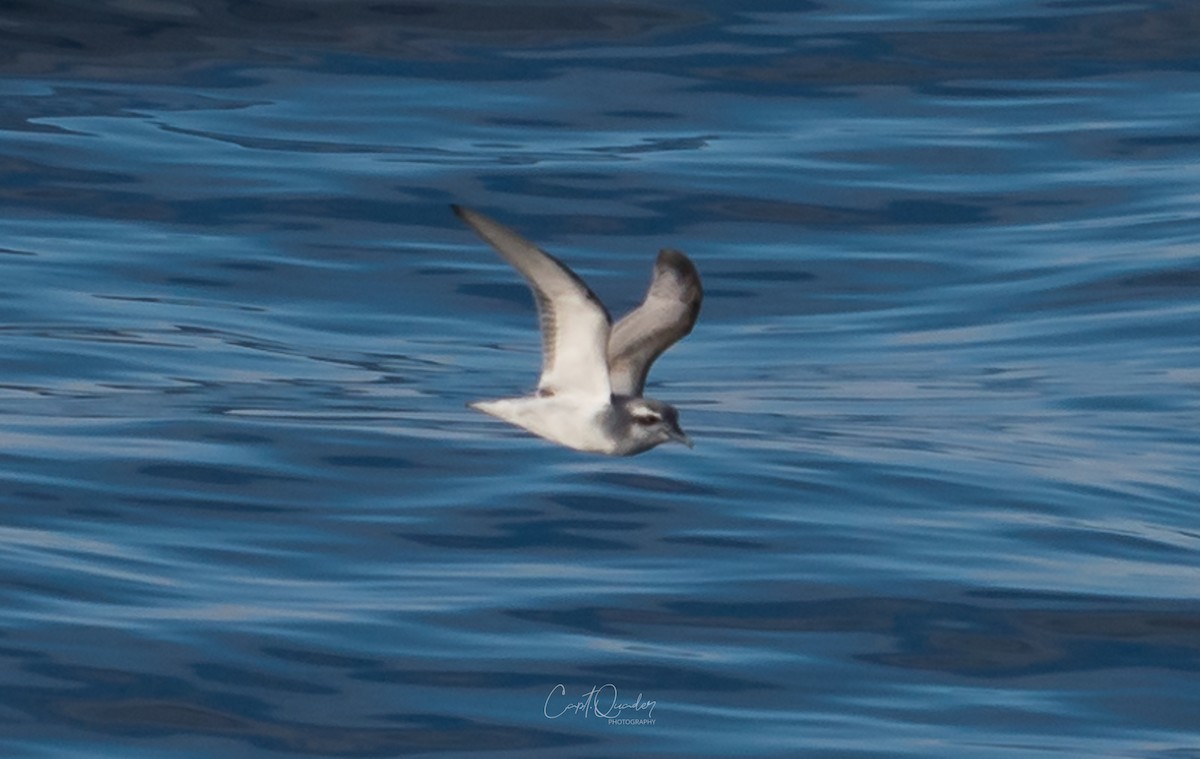 Antarctic Prion - ML638282250