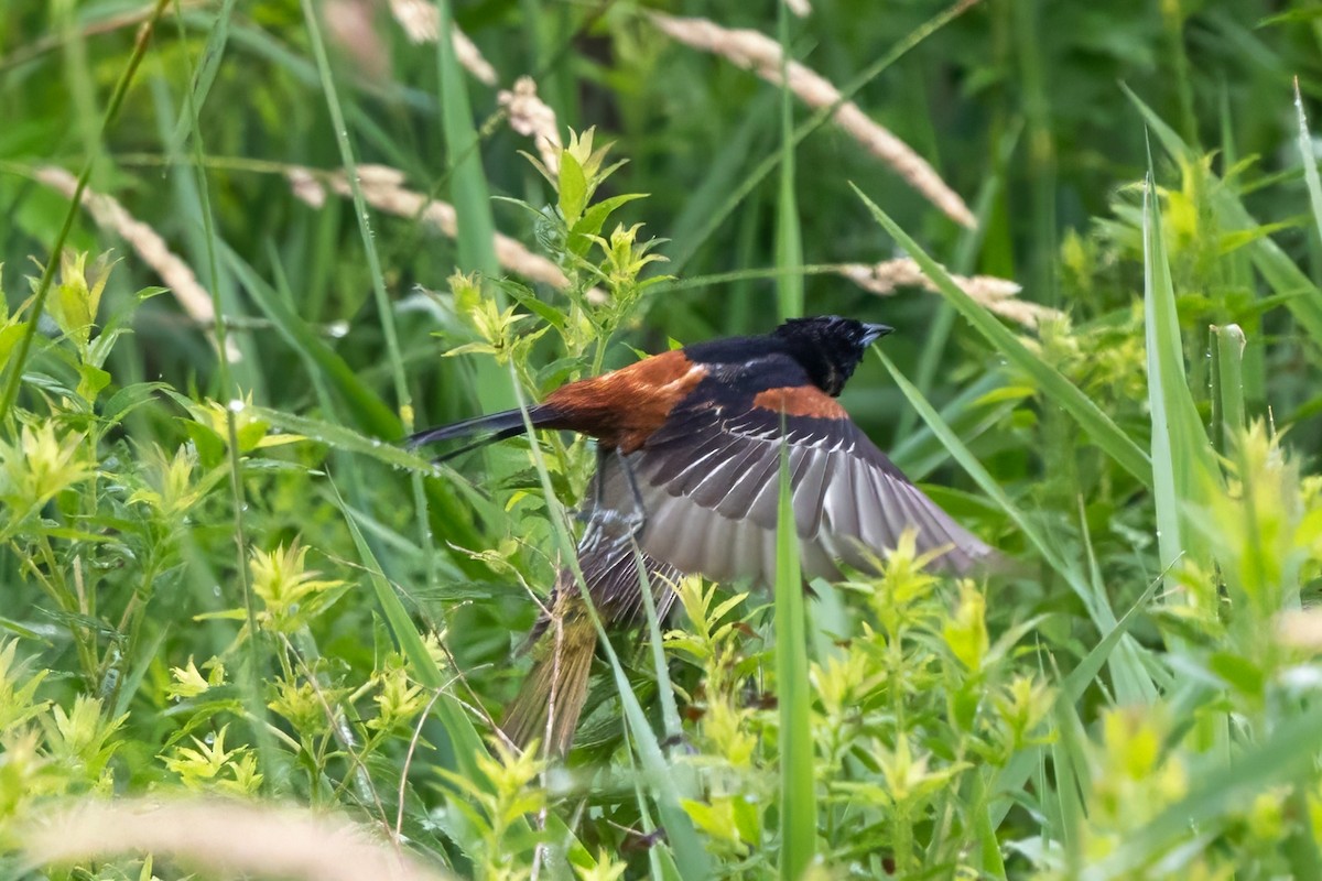 Orchard Oriole - ML638282252