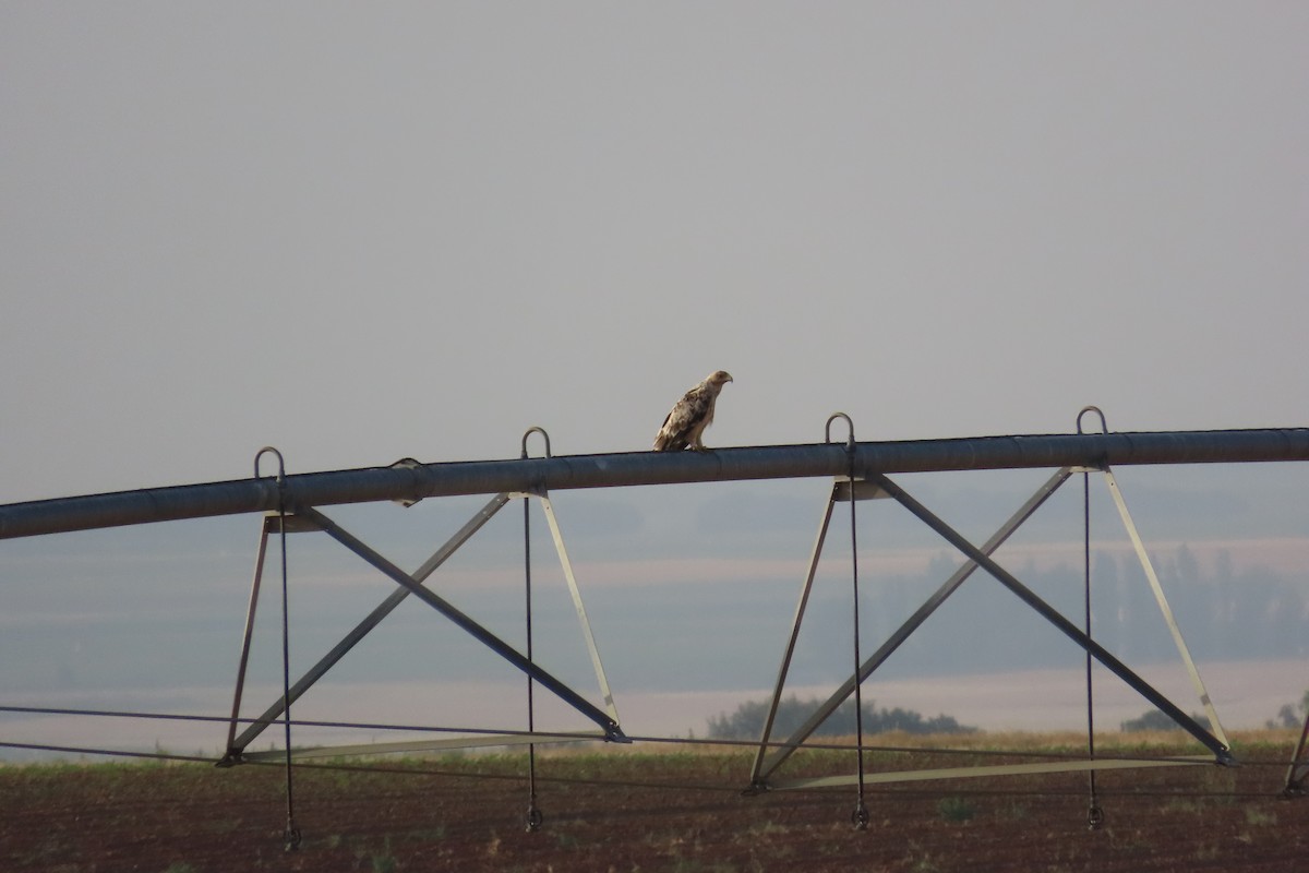 Spanish Eagle - ML638282255