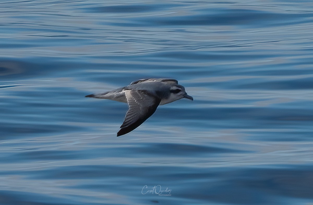 Antarctic Prion - ML638282258
