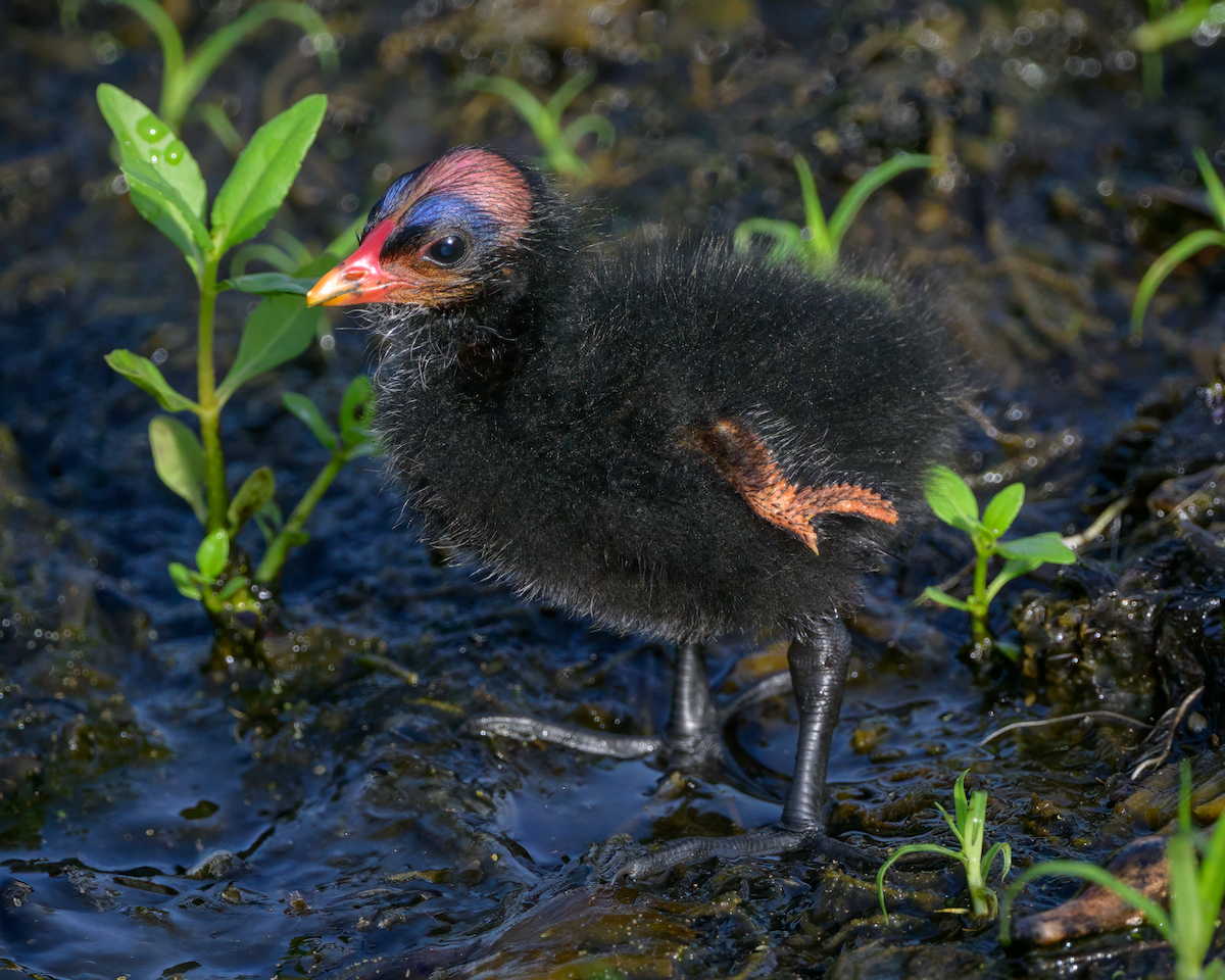 Common Gallinule - ML638282259