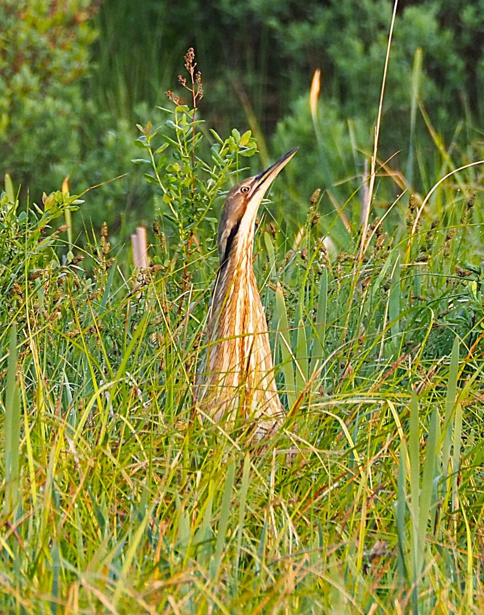 American Bittern - ML638282268