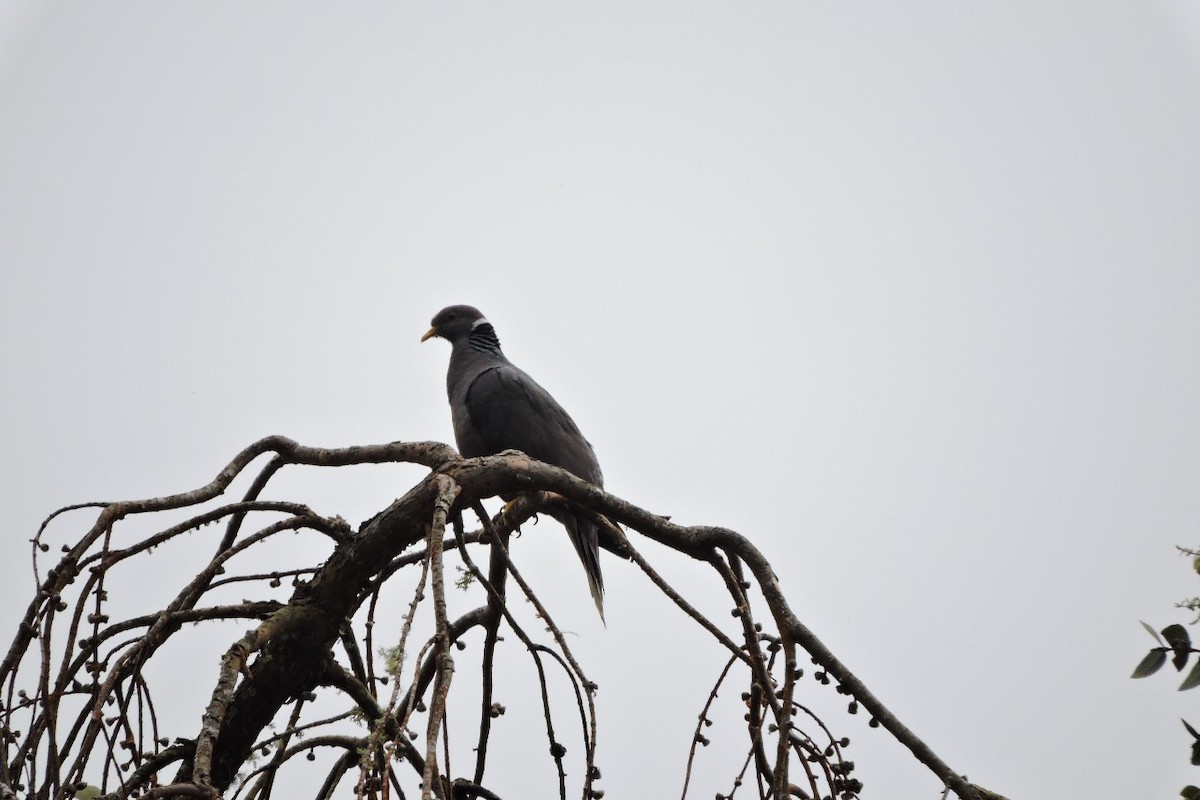 Band-tailed Pigeon - ML638282270