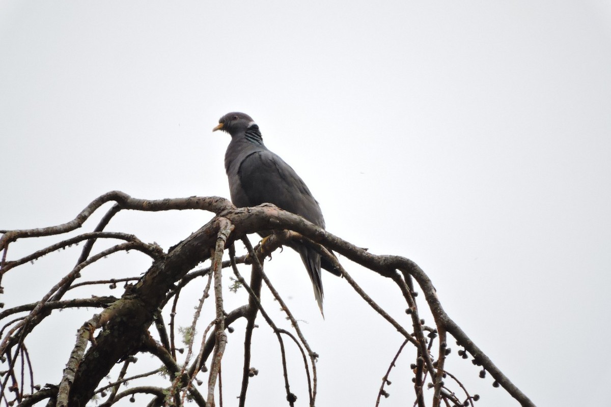 Band-tailed Pigeon - ML638282271