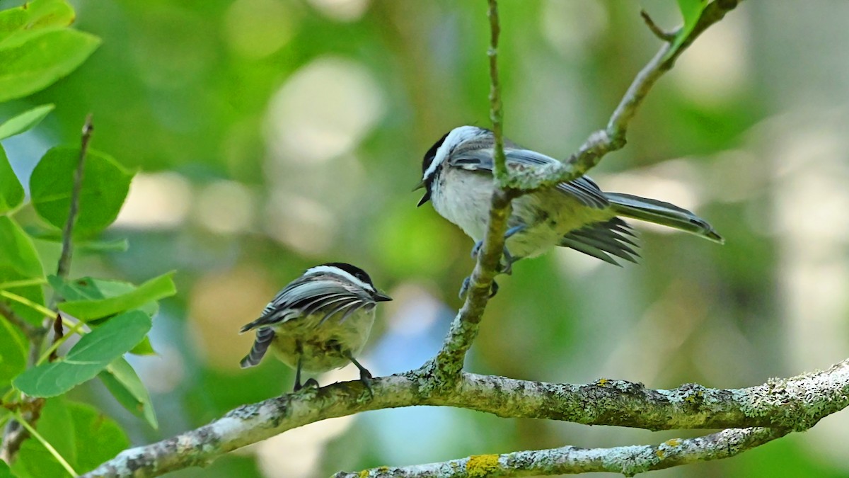 Black-capped Chickadee - ML638282272