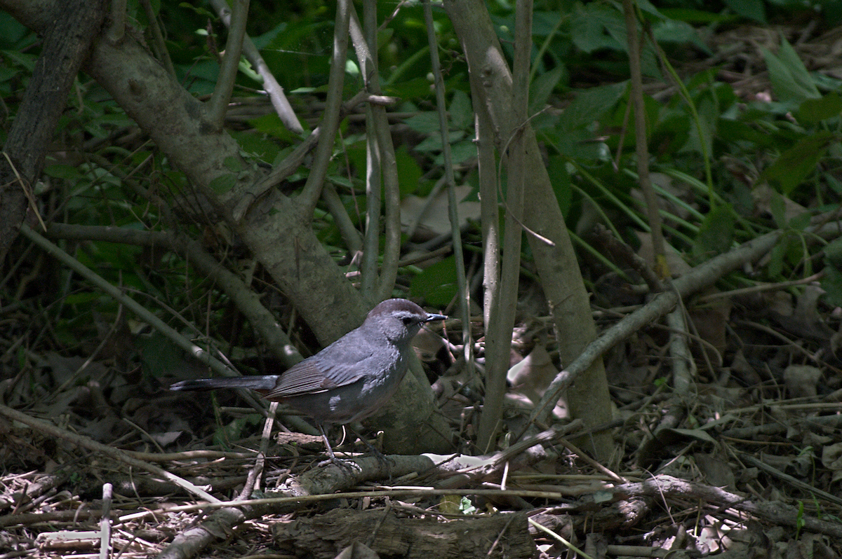 Gray Catbird - ML638282275