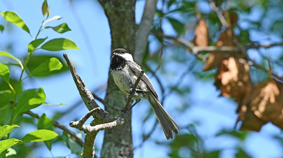 Black-capped Chickadee - ML638282277