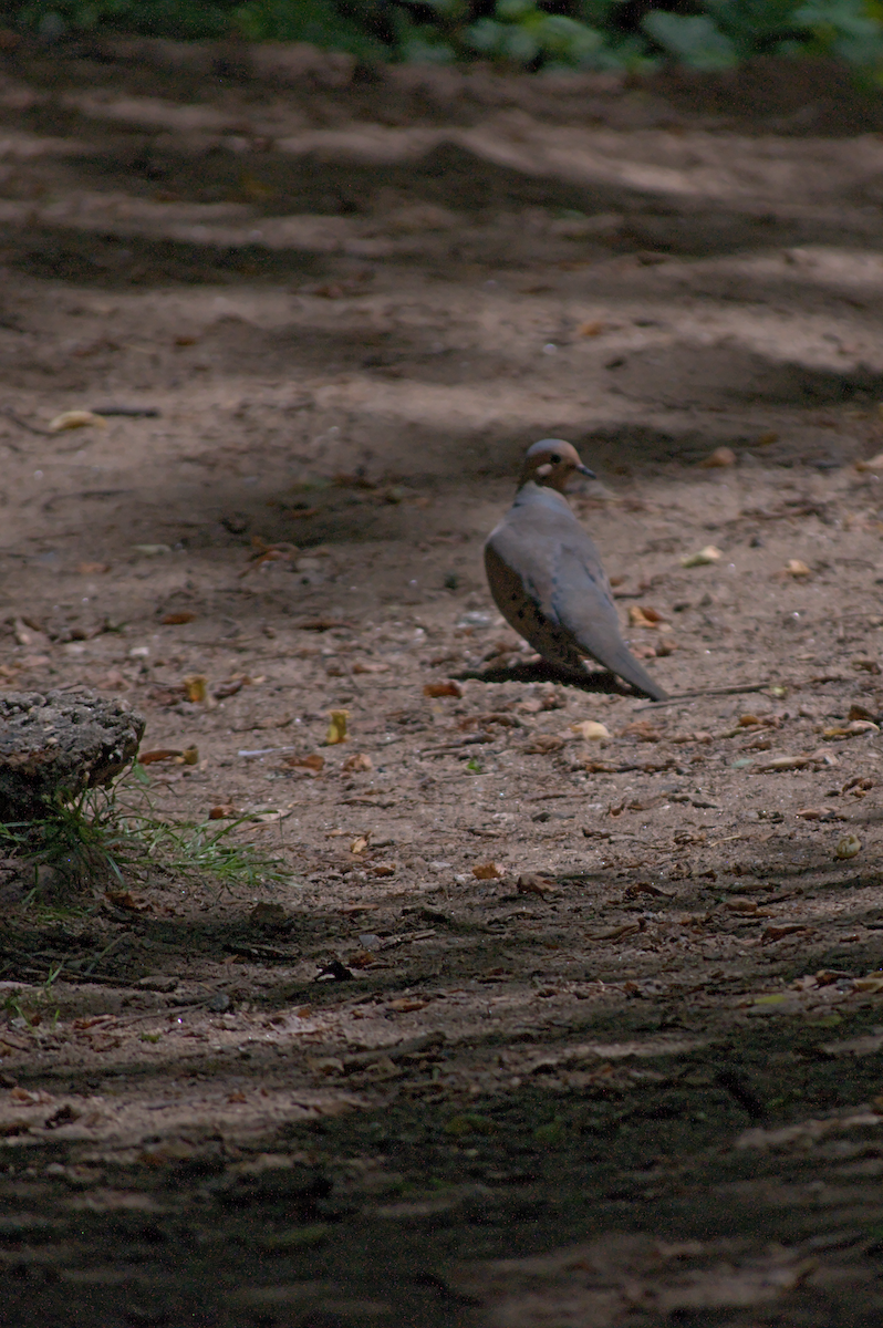 Mourning Dove - ML638282284