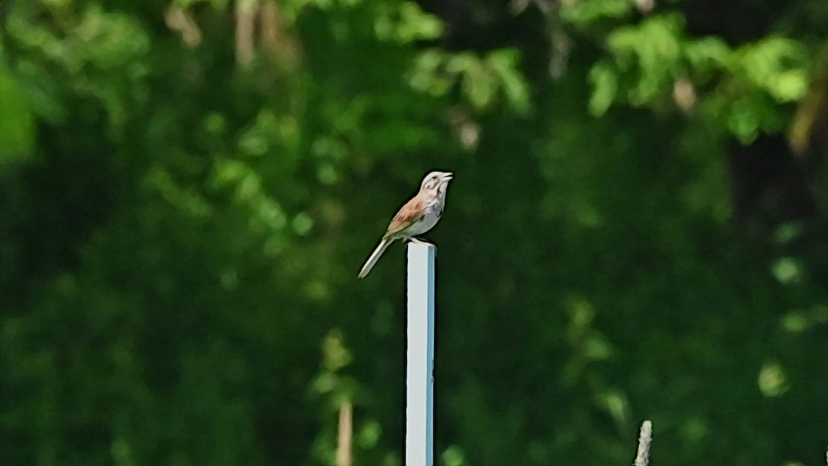 Song Sparrow - ML638282294