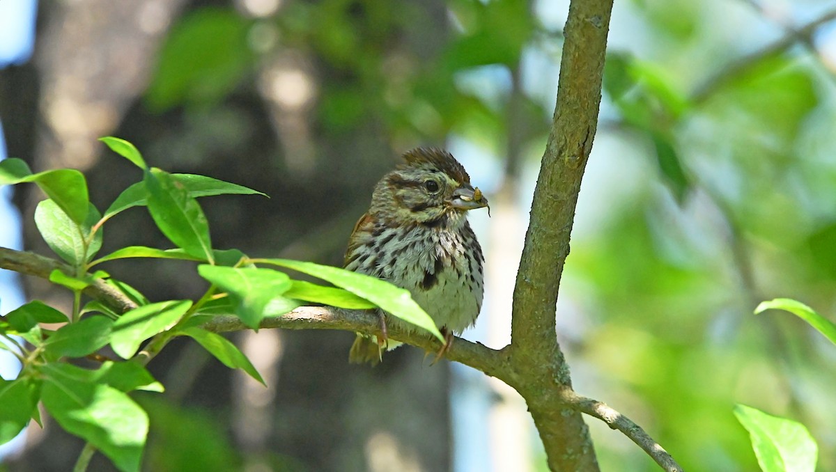 Song Sparrow - ML638282302