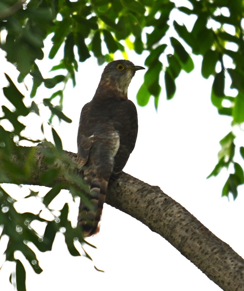 Common Hawk-Cuckoo - ML638282303