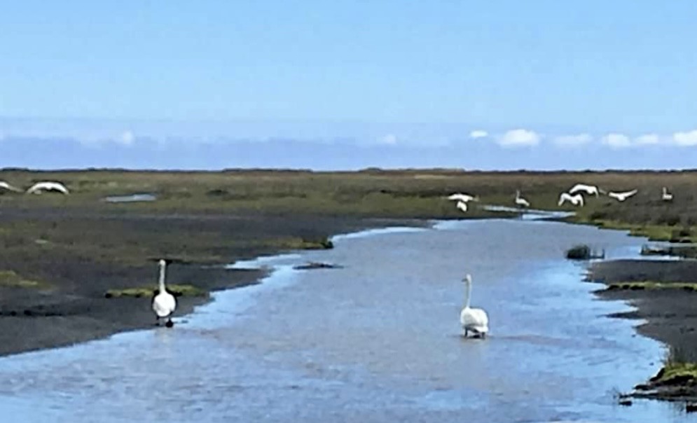 Cygne chanteur - ML638282306