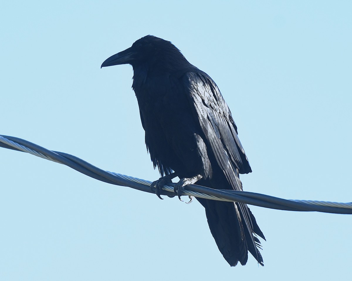 Common Raven - ML638282307