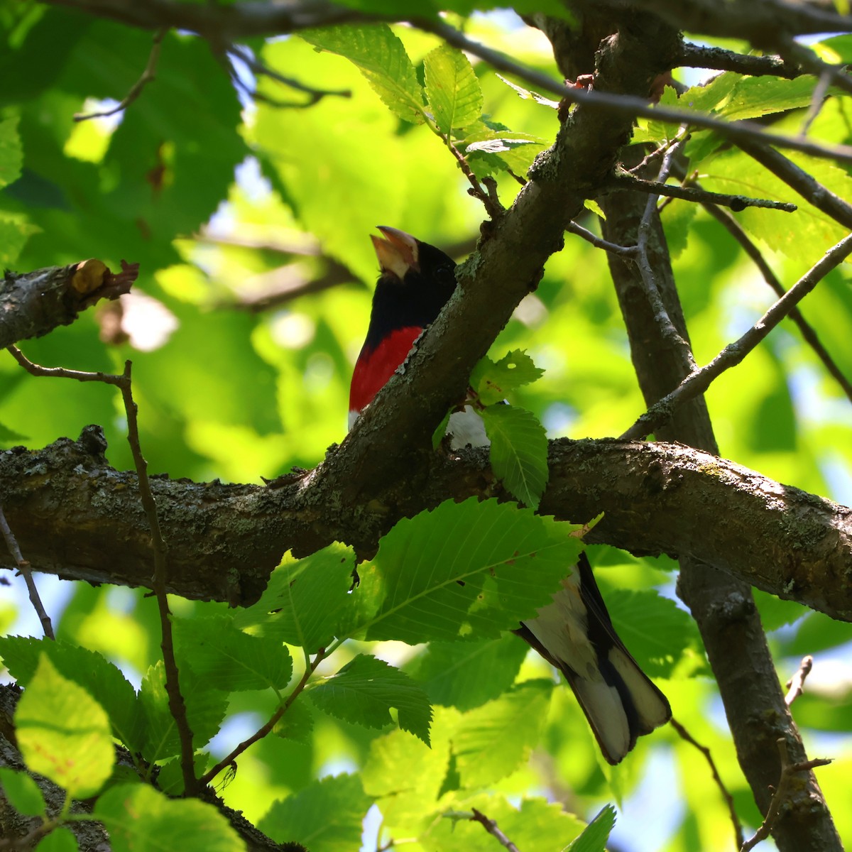Cardinal à poitrine rose - ML638282309