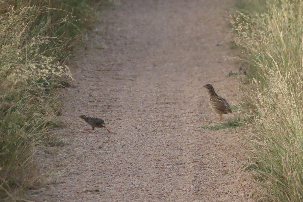 Common Quail - ML638282313