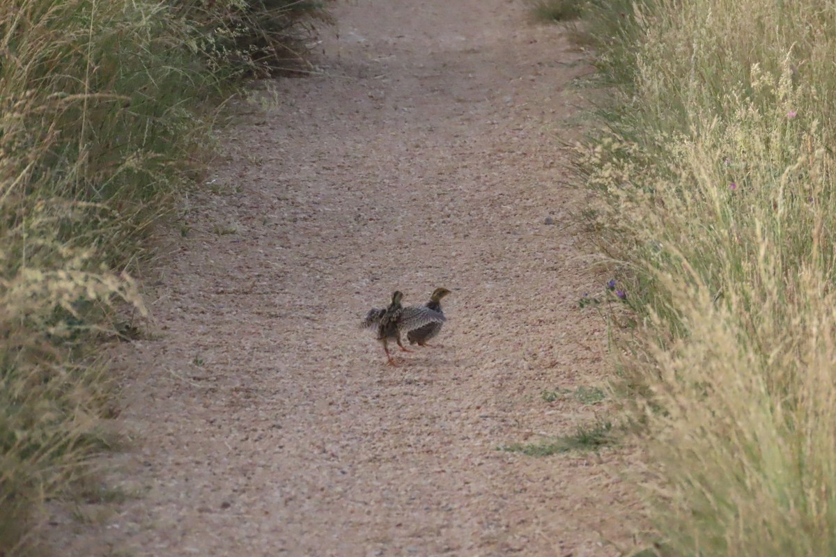 Common Quail - ML638282314