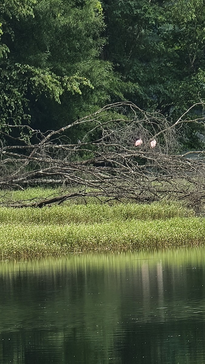 Roseate Spoonbill - ML638282325