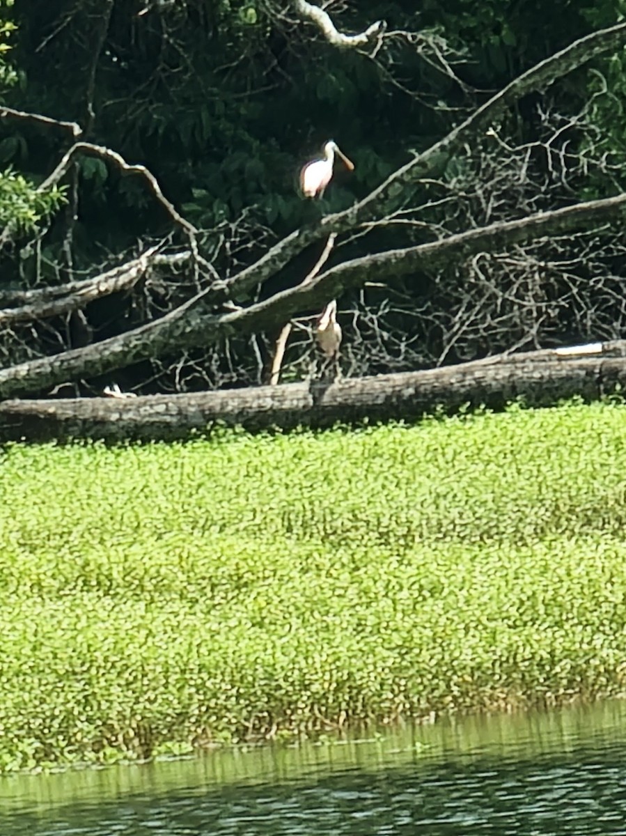 Roseate Spoonbill - ML638282327