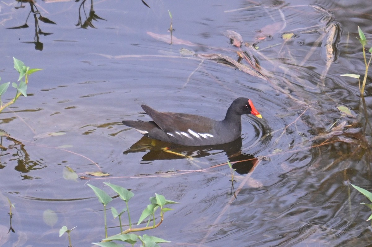 Eurasian Moorhen - ML638282333