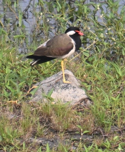 Red-wattled Lapwing - ML638282346