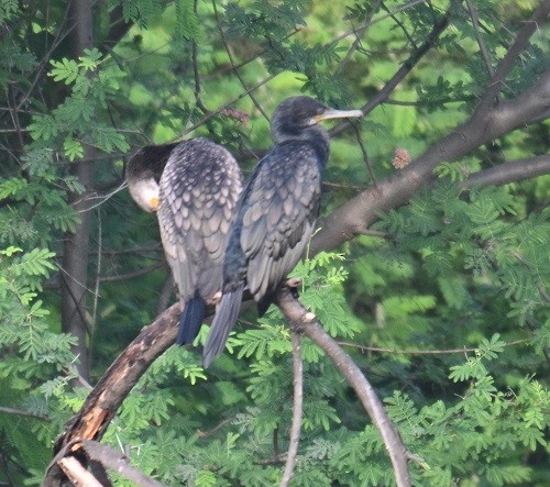 Indian Cormorant - ML638282358