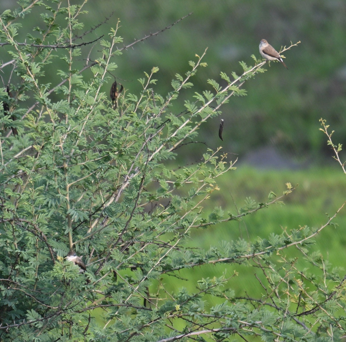 Indian Silverbill - ML638282364