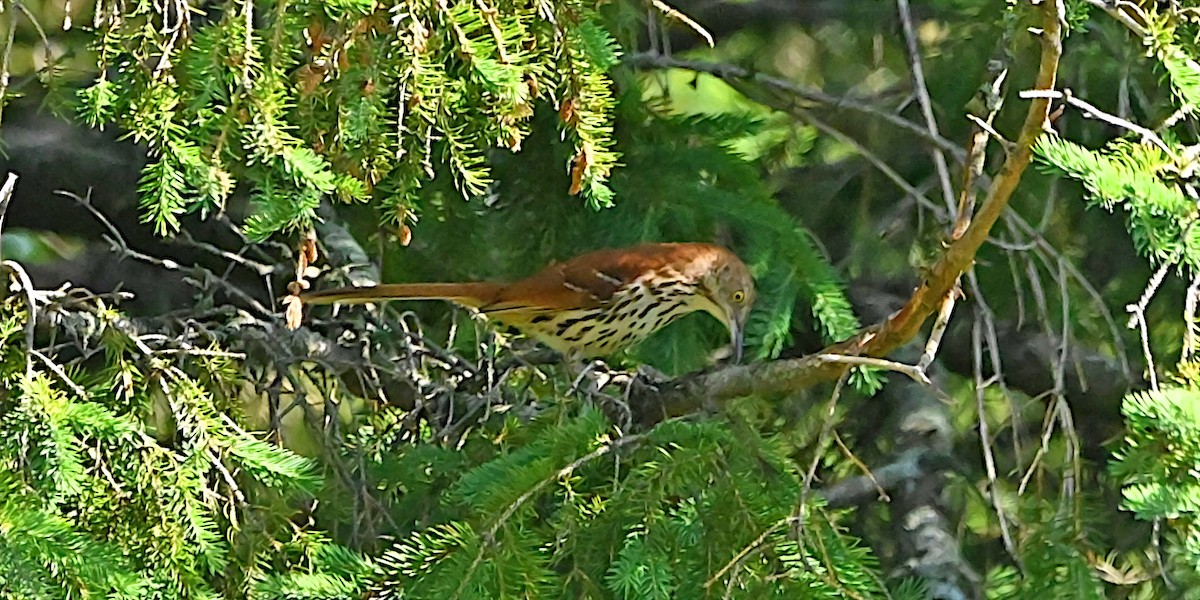 Brown Thrasher - ML638282375