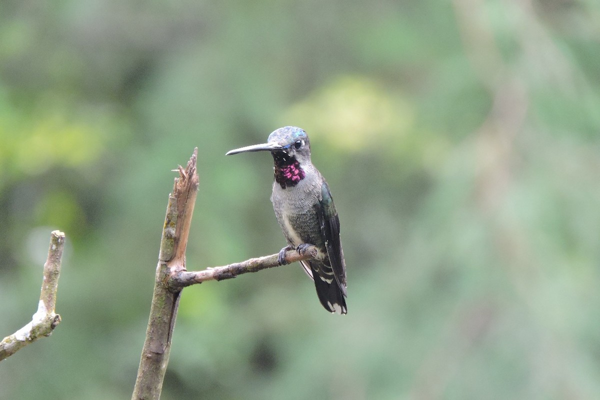 Long-billed Starthroat - ML638282377