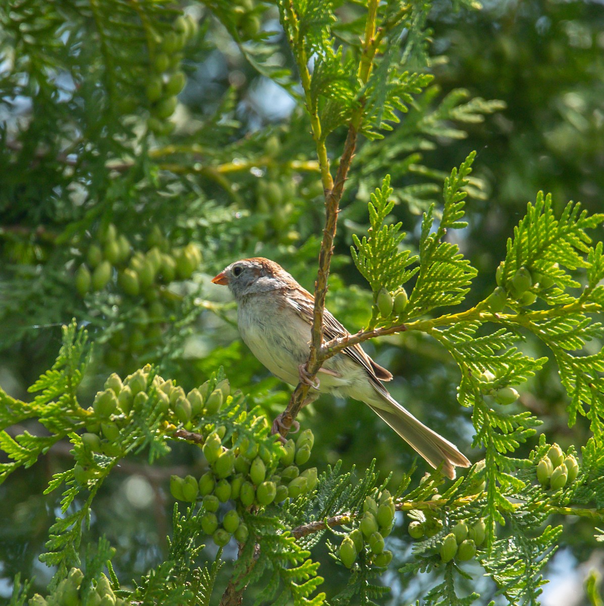Field Sparrow - ML638282378