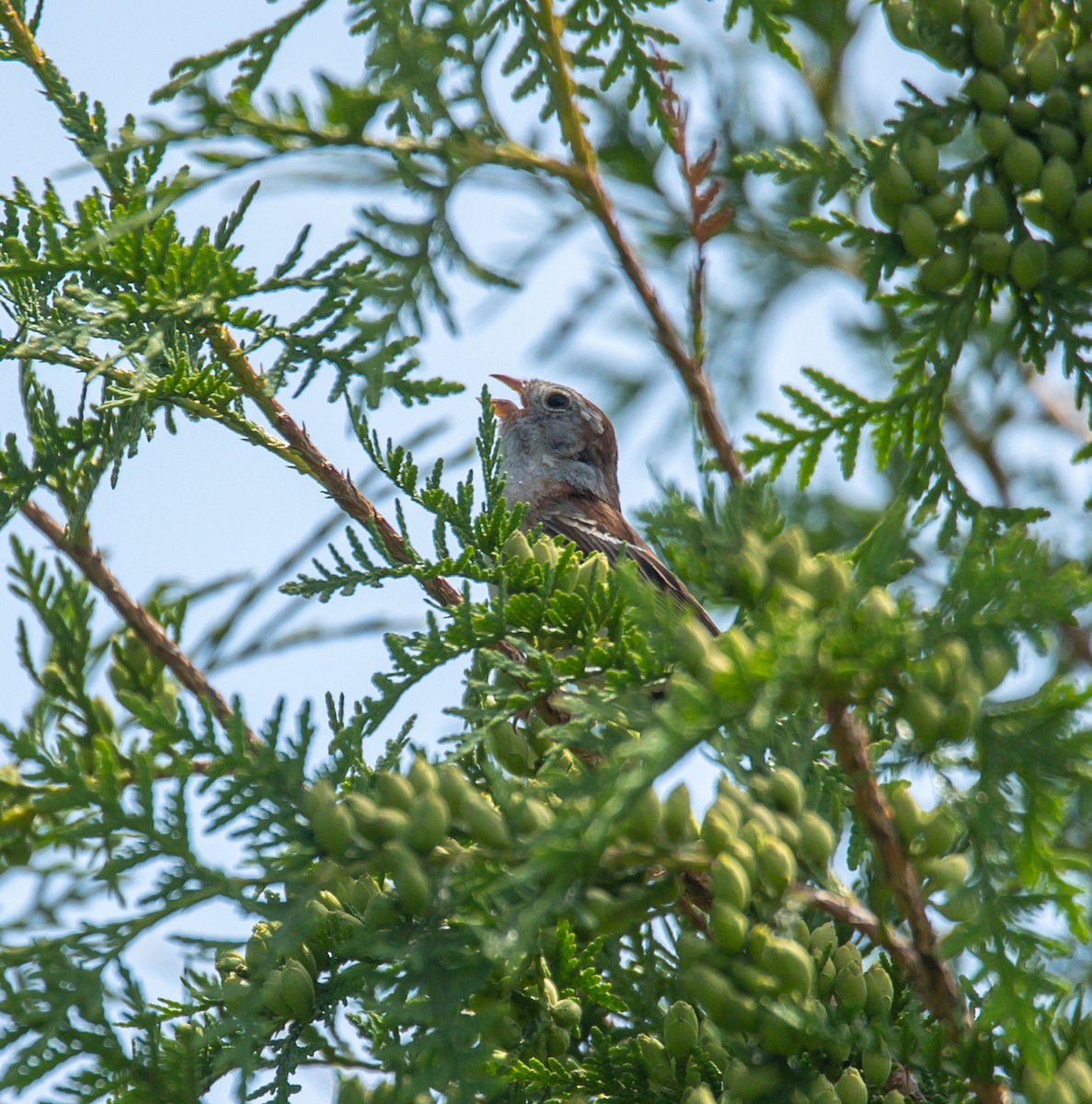 Field Sparrow - ML638282380