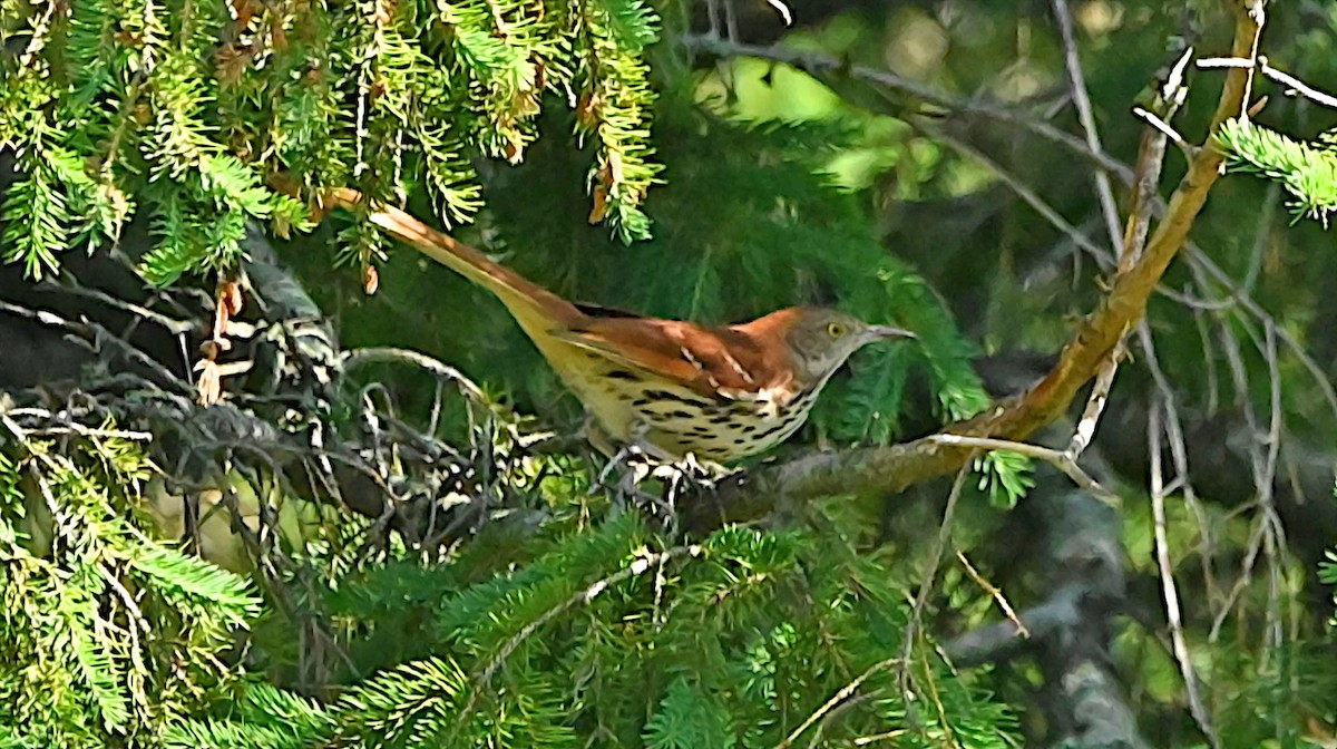 Brown Thrasher - ML638282385