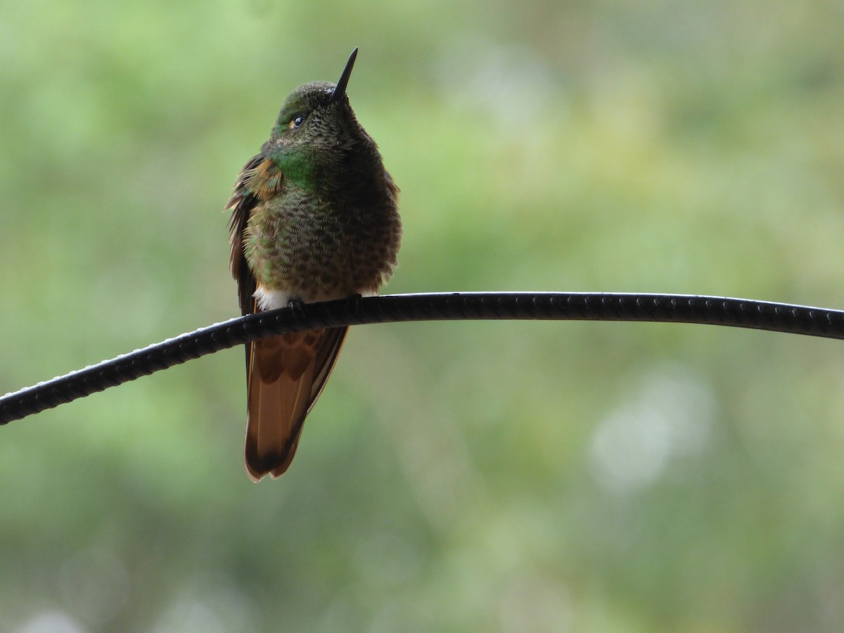 Buff-tailed Coronet - ML638282386