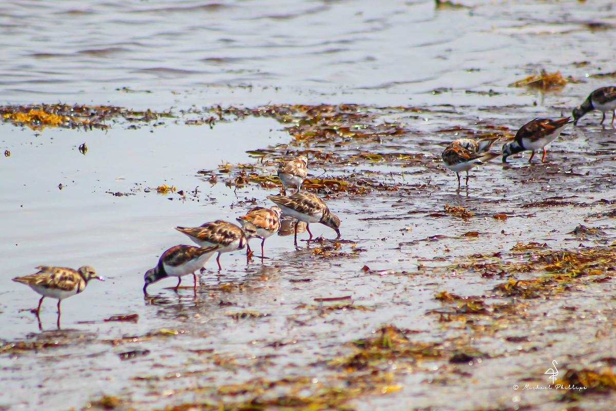 Ruddy Turnstone - ML638282389