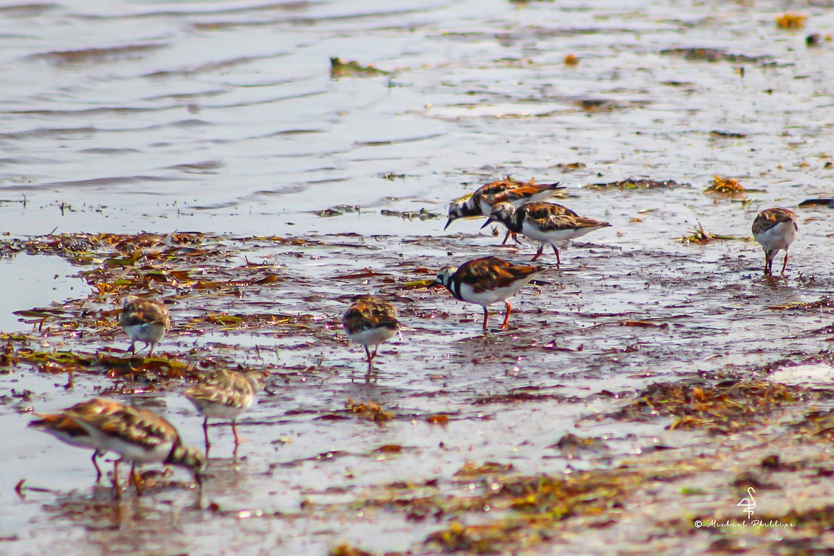 Ruddy Turnstone - ML638282390