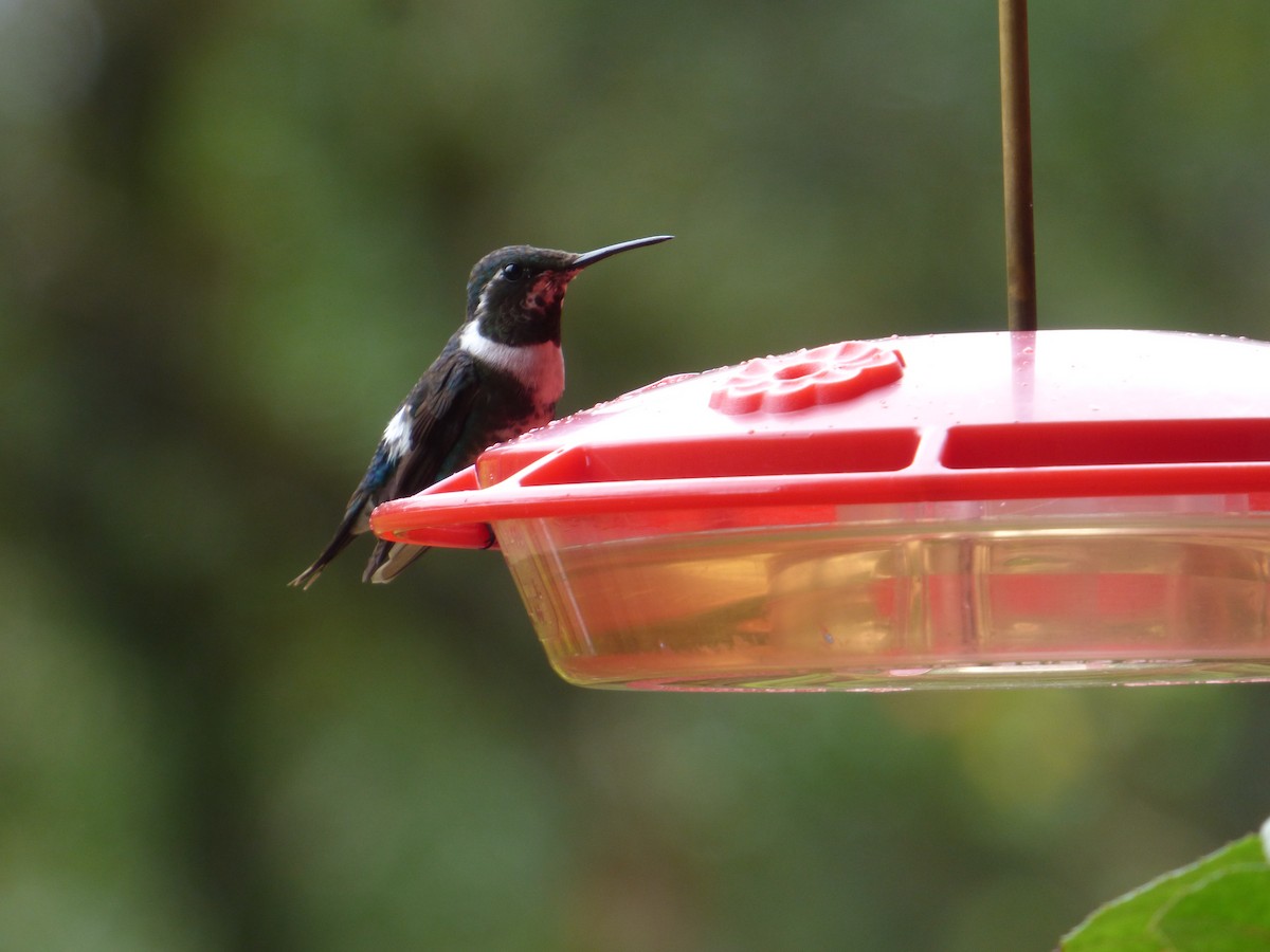 White-bellied Woodstar - ML638282411