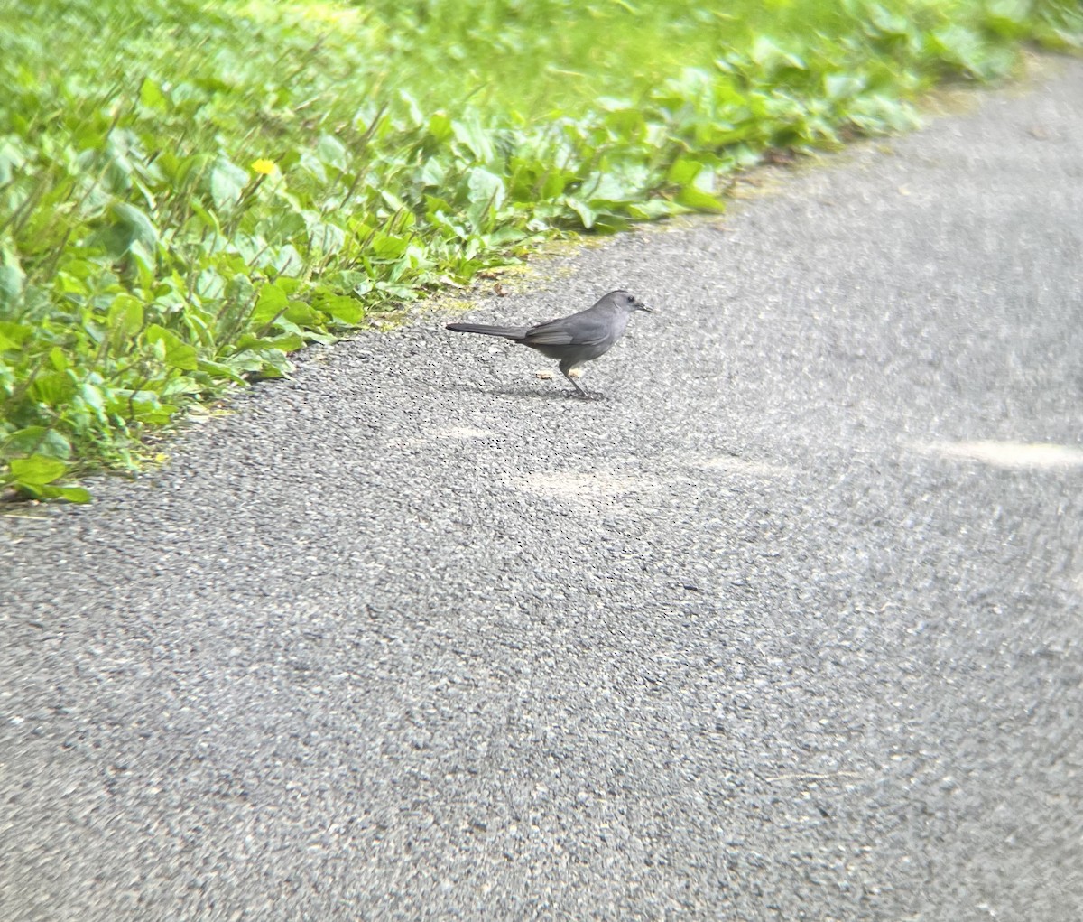 Gray Catbird - ML638282412