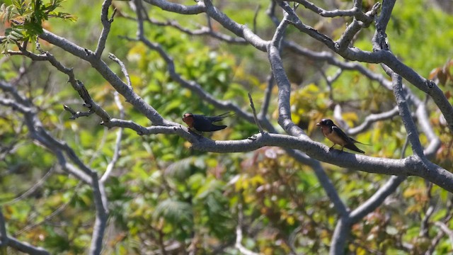 Barn Swallow - ML638282413