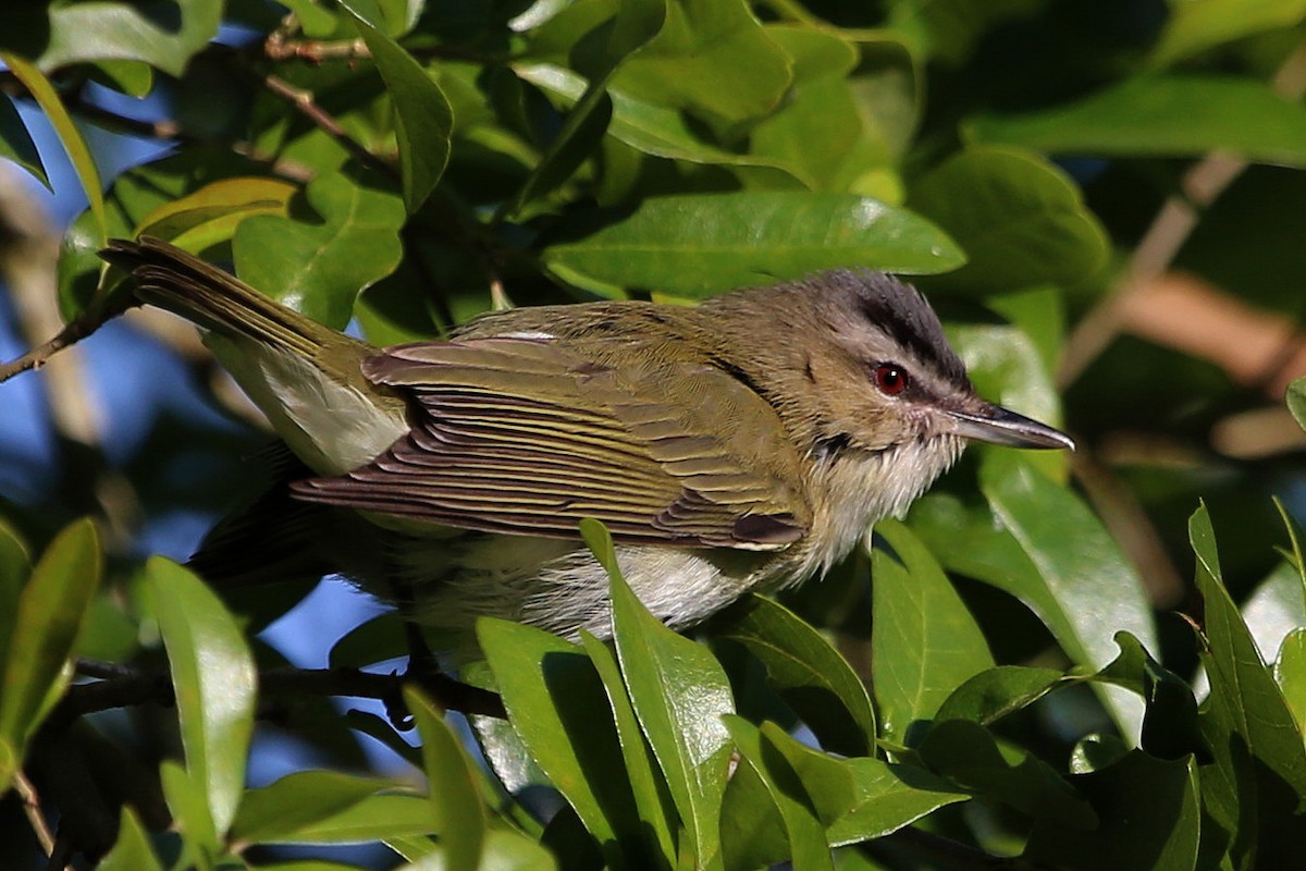 Red-eyed Vireo - ML638282423