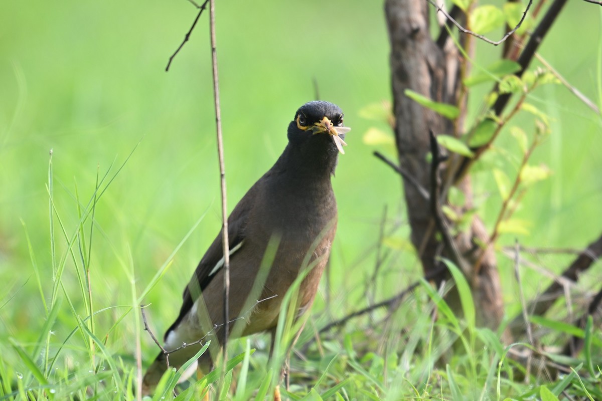 Common Myna - ML638282425