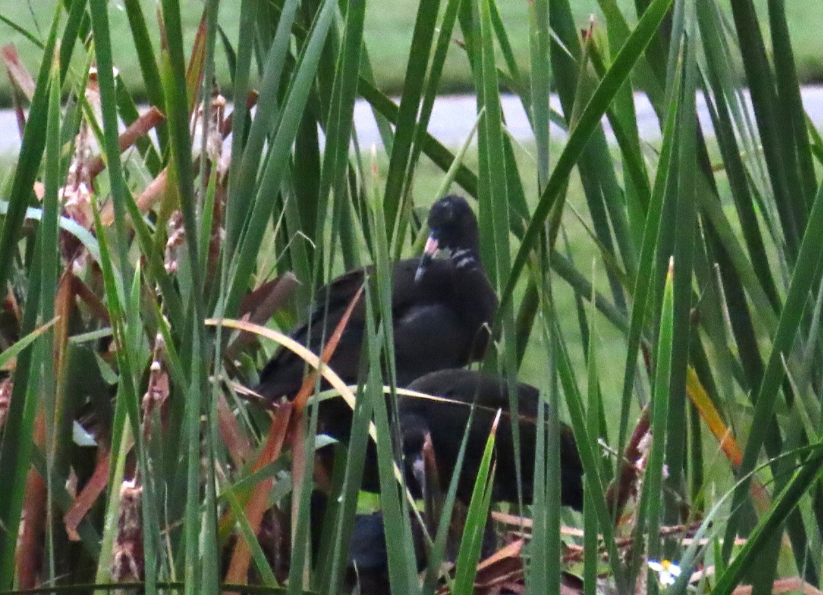 bronseibis - ML638282431