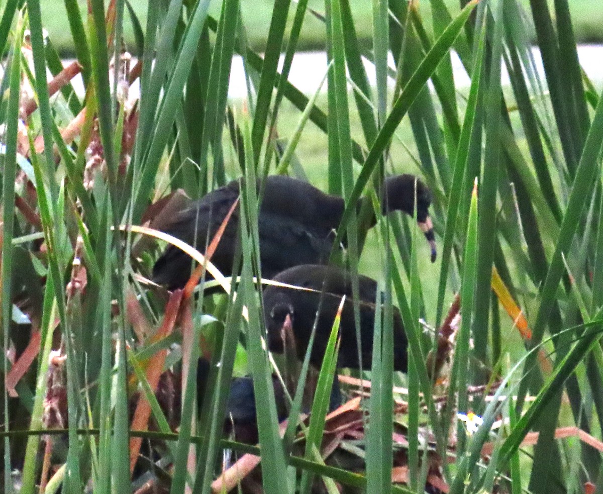 bronseibis - ML638282432