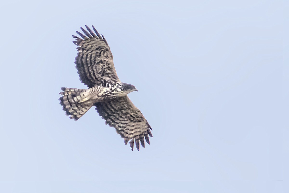 Ayres's Hawk-Eagle - ML638282450