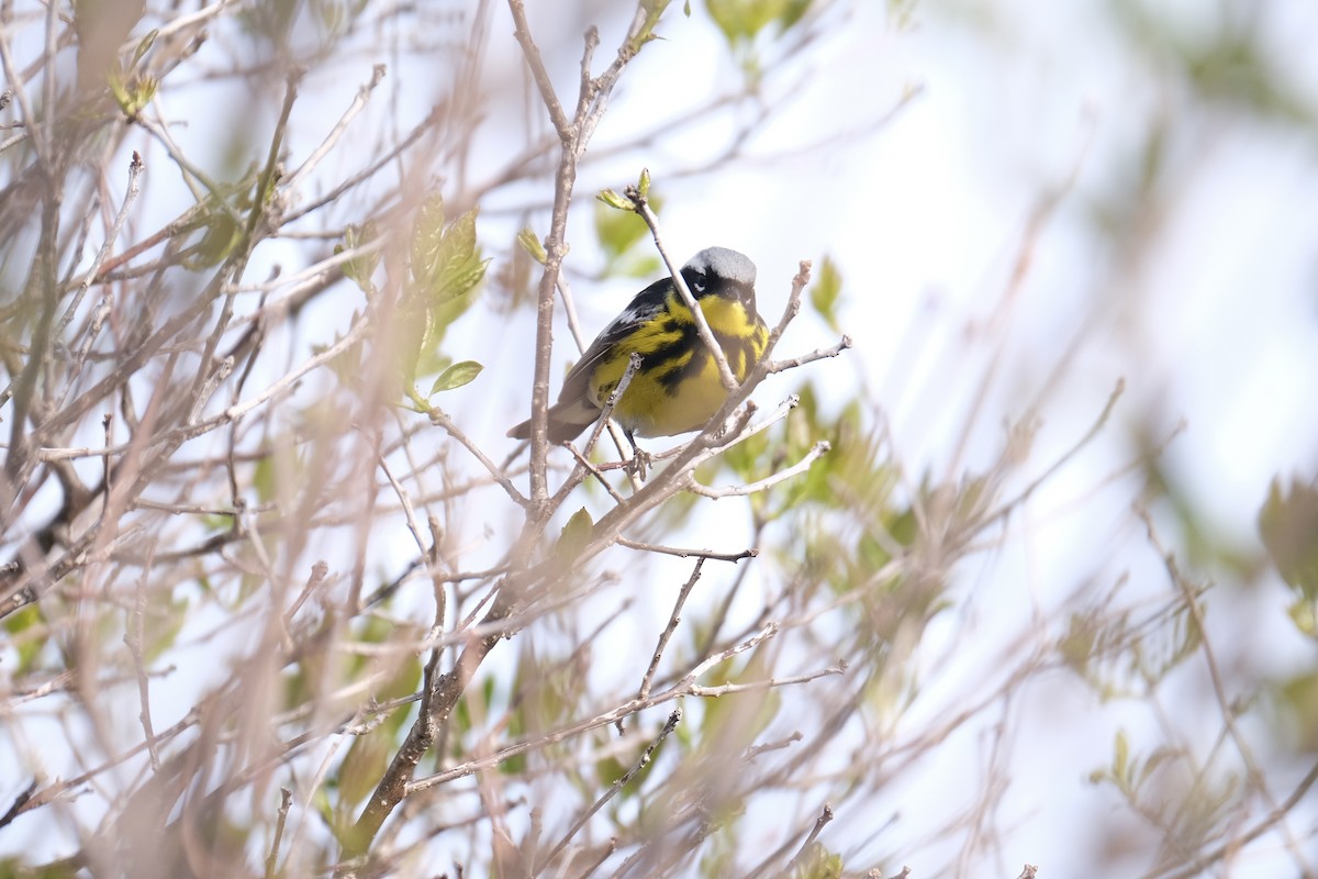 Magnolia Warbler - ML638282461
