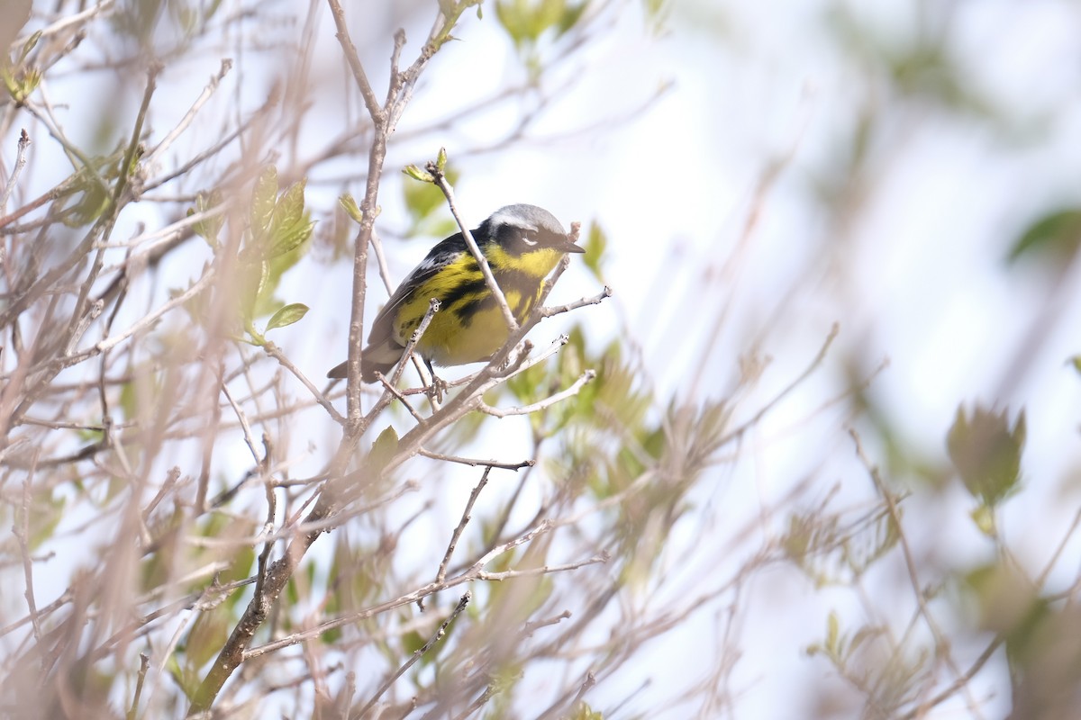 Magnolia Warbler - ML638282462