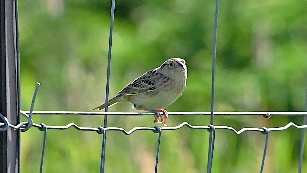 Grasshopper Sparrow - ML638282463