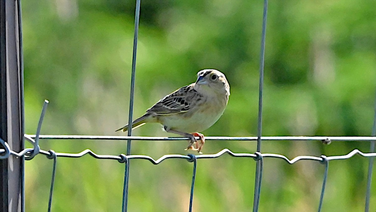 Grasshopper Sparrow - ML638282474