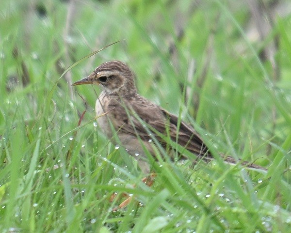 Paddyfield Pipit - ML638282482