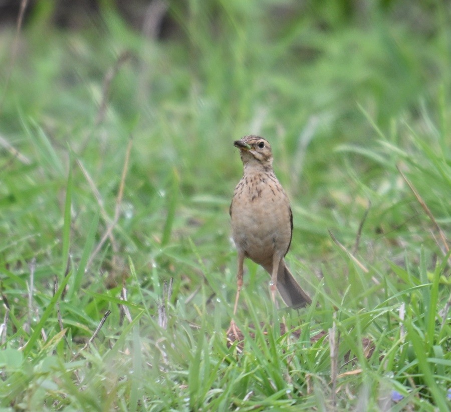 Paddyfield Pipit - ML638282483